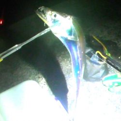 太刀魚　連日釣果がありすぎて載せきれません